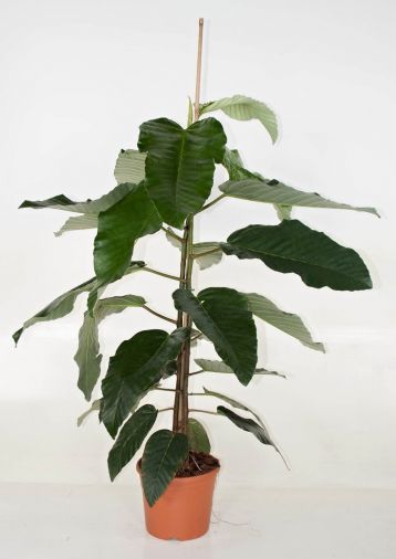 ficus bussei floris