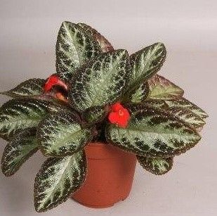 episcia "red devil"