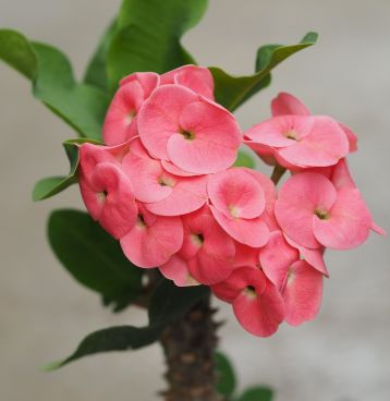 Euphorbia millii "sin sab" - trnová koruna hybrid