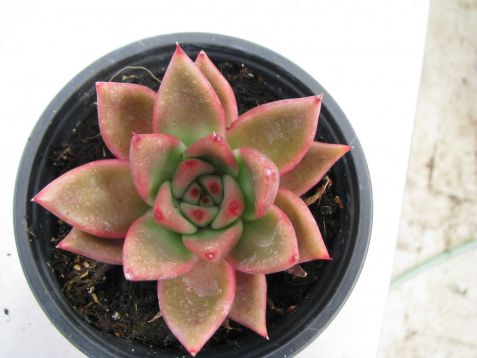 echeveria "mars"