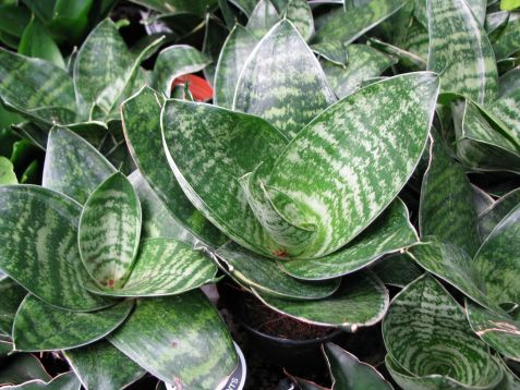 sansevieria trifasciata "hahnii"