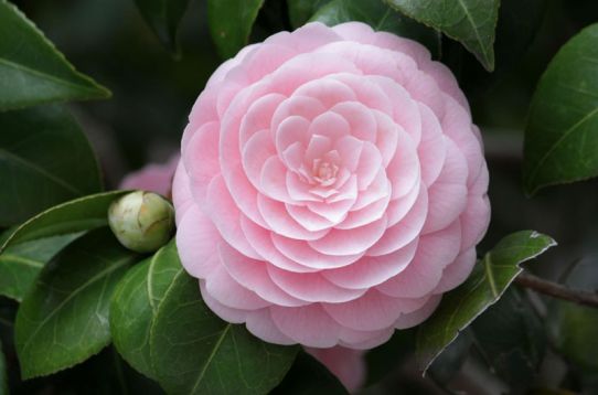 camellia japonica "pink perfection" - kamélie