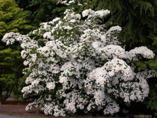 cornus kousa "milky way"