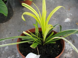 liriope muscari "gold banded" - sedoulek