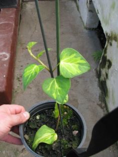 Hedera colchica "sulphur heart" - břečťan kavkazský