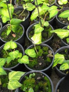 hedera colchica "sulphur heart"