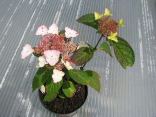 hydrangea serrata "intermedia" - hortenzie pilovitá