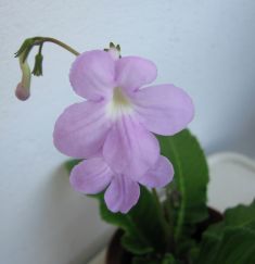 streptocarpus "gloria"