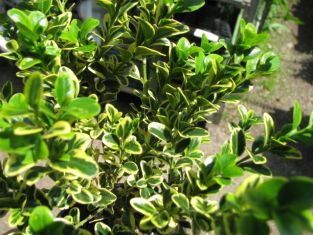 buxus sempervirens "aureovariegata"