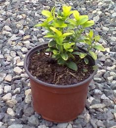 buxus sempervirens ' " aureovariegata "