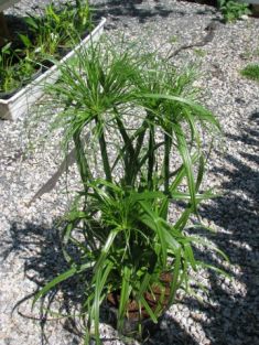 cyperus papyrus - šáchor, papyrus