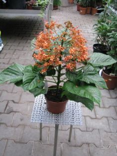 clerodendron pan "starshine" - blahokeř