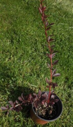 berberis thunbergii "red chief"