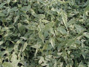kerria japonica "picta"