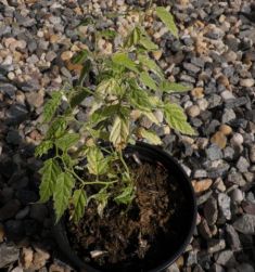 kerria japonica "picta"