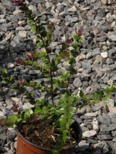 lonicera nitida "red tips" - zimolez lesklý