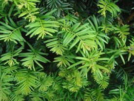 taxus baccata