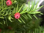 taxus baccata