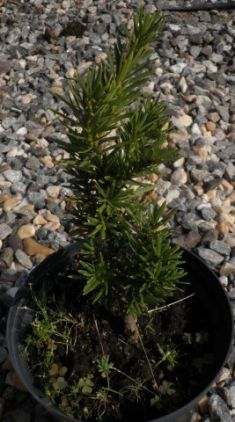 taxus baccata