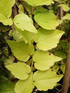 parthenocissus tricuspidata "fenway park" - přísavník tříprstý