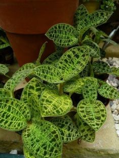 macodes petola - green jewel