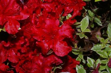 rhododendron obtusum "hot shot variegated" - azalka opadavá