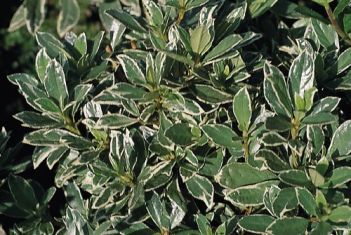 rhododendron obtusum "hot shot variegated"