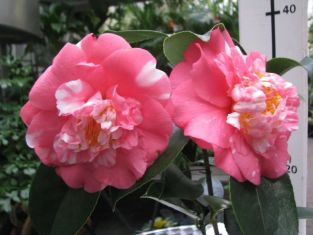 camellia japonica "chandleri elegans" - kamélie