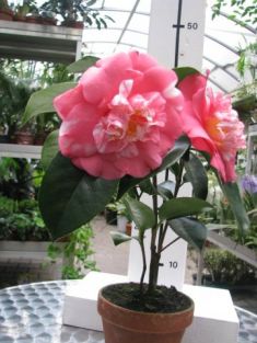 camellia japonica "chandleri elegans" - kamélie