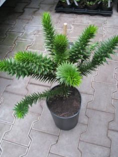 araucaria araucana - blahočet čilský, araukárie