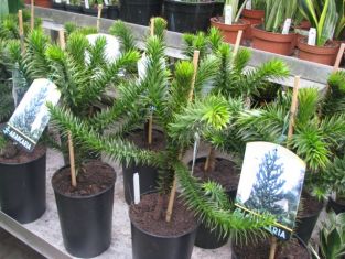 araucaria araucana - blahočet čilský, araukárie