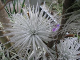 tillandsia tectorum
