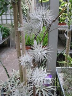 tillandsia tectorum