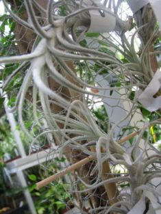 tillandsia tectorum
