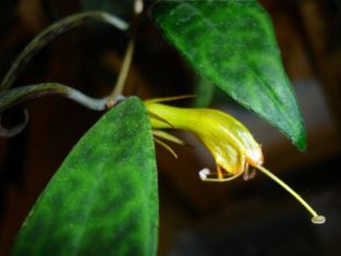 aeschynanthus marmoratus longicaulis - eschynantus