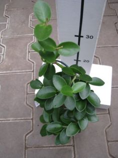 hoya cumingiana - voskovka