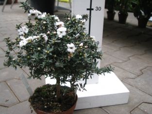 leptospermum scoparium - pacifická myrta, bílá plnokvětá