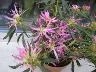 rhododendron simsii "furious fuji"
