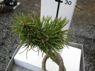 pinus uncinata "mařenka" - čarověník , uzel