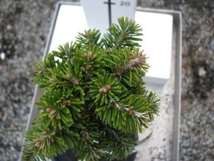 abies vetchii "halteren"