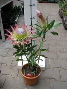 protea cynaroides "mini king"