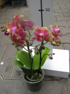 phalaenopsis kolibri "russia"