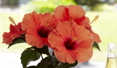 Hibiscus sin. "adonicus salmon" - ibišek pokojový, 4denní