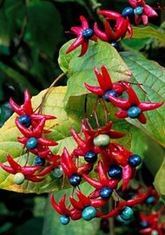 clerodendrum trichotomum - blahokeř