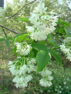 staphylea colchica - klokoč