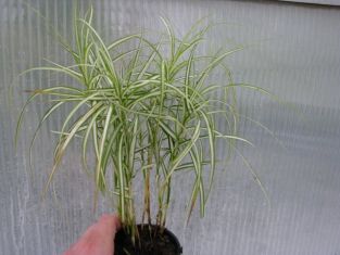 carex muskingumensis "silber streif"