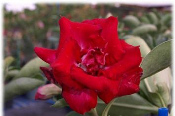 Adenium obesum "valentine´s rose" - pouštní růže