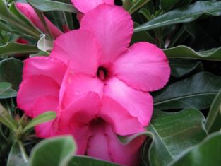 adenium obesum starorůžová