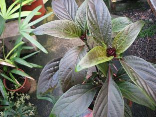 jacobinia pauciflora, justicia - jakobínie
