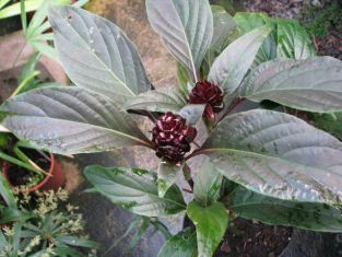 jacobinia pauciflora, justicia - jakobínie